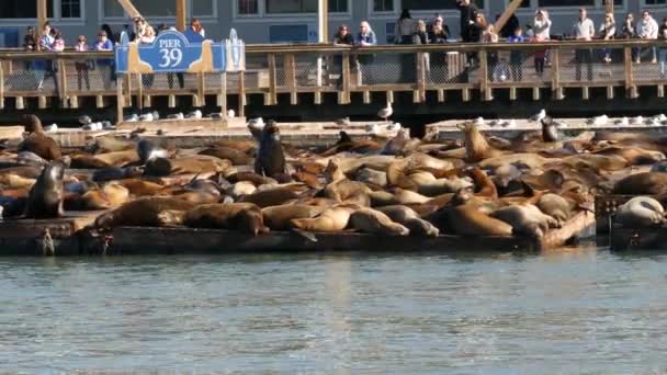 San Francisco California Usa Nov 2019 Veel Zeehonden Pier Toeristische — Stockvideo