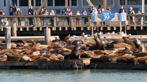 San Francisco California Eua Nov 2019 Muitos Selos Cais Marco — Vídeo de Stock