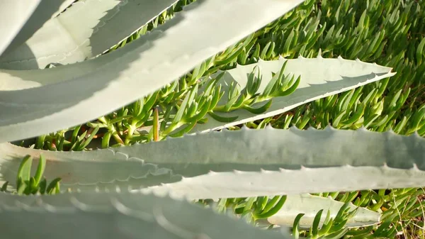 Agave bladeren, sappig tuinieren in Californië, USA. Home tuin ontwerp, yucca, eeuwenoude plant of aloë. Natuurlijke botanische sierlijke Mexicaanse kamerplanten, woestijn dorre klimaat decoratieve sierteelt — Stockfoto