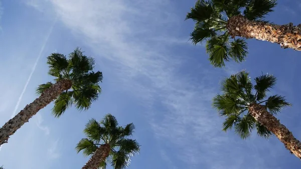 Palmas em Los Angeles, Califórnia, EUA. Estética de verão de Santa Monica e Venice Beach no oceano Pacífico. Céu azul claro e palmeiras icônicas. Atmosfera de Beverly Hills em Hollywood. Vibrações de LA — Fotografia de Stock