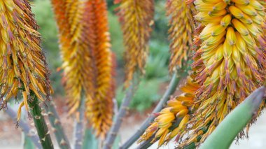 Aloe sulu bitki sarı çiçek, California USA. Çöl bitki örtüsü iklimi doğal botanik yakın plan. Aloe Vera 'nın canlı turuncu çiçeği. Amerika 'da bahçıvanlık, kaktüs ve agave ile yetişir.