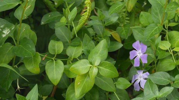 Vinca deicate kwiat liliowy kwiat. Naturalne botaniczne zbliżenie tła. Periwinkle dziki kwiat kwiat liści w wiosennym ogrodzie rano, ogrodnictwo ozdobne w Kalifornii, USA. Wiosna purpurowa flora — Zdjęcie stockowe