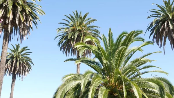 Palmen in Los Angeles, Californië, Verenigde Staten. Zomer esthetiek van Santa Monica en Venice Beach op de Stille Oceaan. Heldere blauwe lucht en iconische palmbomen. Sfeer van Beverly Hills in Hollywood. LA-vibes — Stockfoto