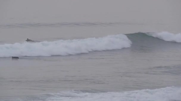 Encinitas Californie États Unis Déc 2019 Surfer Dans Eau Froide — Video