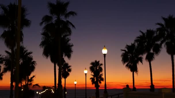 Oceanside California Usa Dec 2020 Palms Silhouette Twilight Sky Dusk — Stock Video