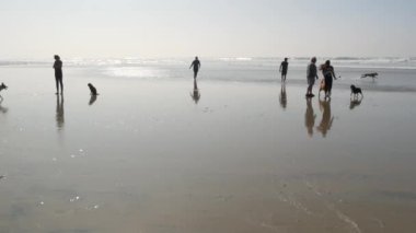 Del Mar, Kaliforniya ABD - 23 Ocak 2020: köpek dostu plaj. İnsanlar evcil hayvanları gezdirip eğitiyor. Sahipleri gezip çeşitli köpek yavrularıyla oynuyorlar. Erkekler, kadınlar ve okyanus kenarında koşan bir sürü farklı köpek..