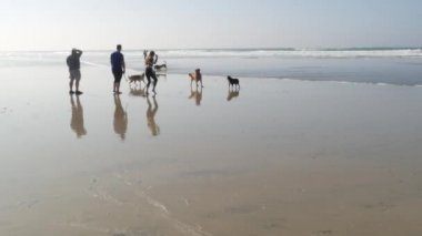 Del Mar, Kaliforniya ABD - 23 Ocak 2020: köpek dostu plaj. İnsanlar evcil hayvanları gezdirip eğitiyor. Sahipleri gezip çeşitli köpek yavrularıyla oynuyorlar. Erkekler, kadınlar ve okyanus kenarında koşan bir sürü farklı köpek..