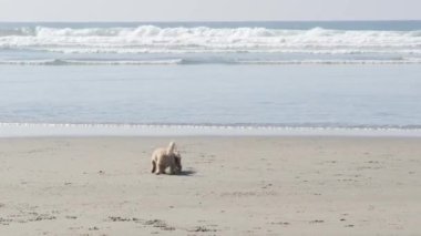 Del Mar, Kaliforniya ABD - 23 Ocak 2020: köpek dostu plaj. Okyanus suyunun yanında oynayan hayvanlar, deniz dalgaları. Oyuncu aktif köpek yavrusu. San Diego 'da köpek eğiten bir sürü sahibin olduğu yer..