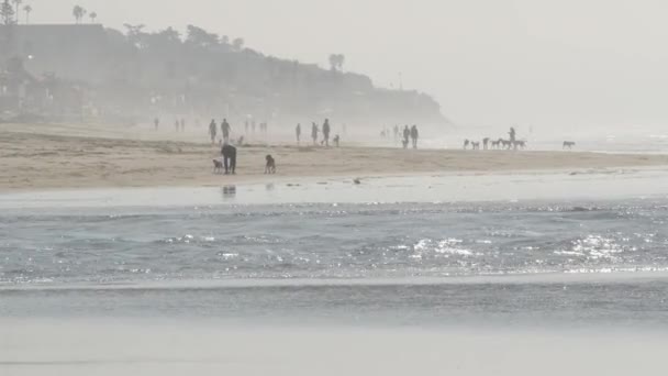 Del Mar Kalifornia Usa Jan 2020 Plaża Przyjazna Psom Ludzie — Wideo stockowe