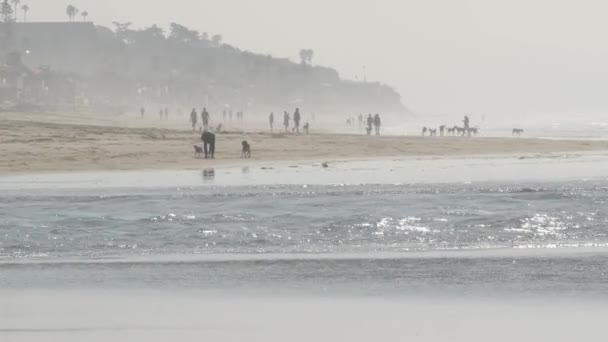 Del Mar California Usa Jan 2020 Kutyabarát Strand Emberek Sétálnak — Stock videók