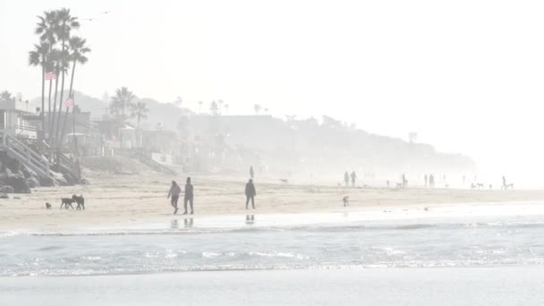 Del Mar California Usa Jan 2020 Kutyabarát Strand Emberek Sétálnak — Stock videók