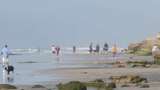 Del Mar California Usa Jan 2020 Dog Friendly Beach People — Stock Video