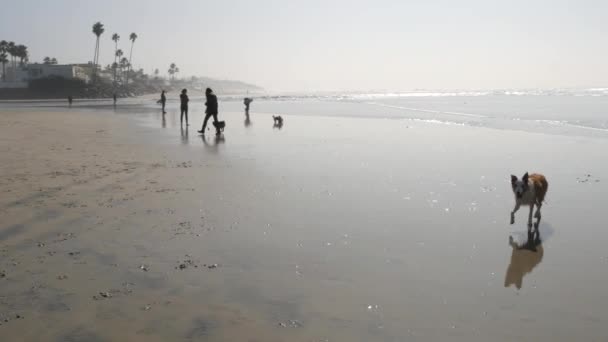 Del Mar California Usa Gen 2020 Spiaggia Adatta Cani Persone — Video Stock