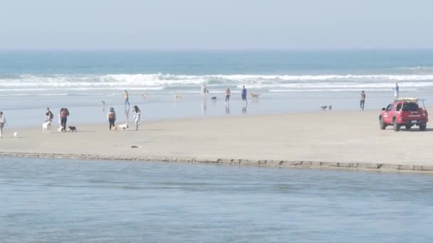 Del Mar Kalifornien Usa Jan 2020 Hundvänlig Strand Folk Går — Stockvideo