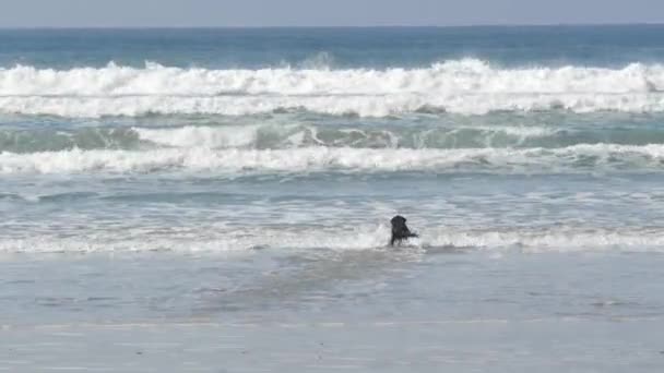 カリフォルニア州デルマー 2020年1月23日 犬に優しいビーチ ペットは海の水 海の波の近くで演奏 遊び心のある子犬が走っています サンディエゴ郡の多くの所有者の訓練犬がいる場所 — ストック動画