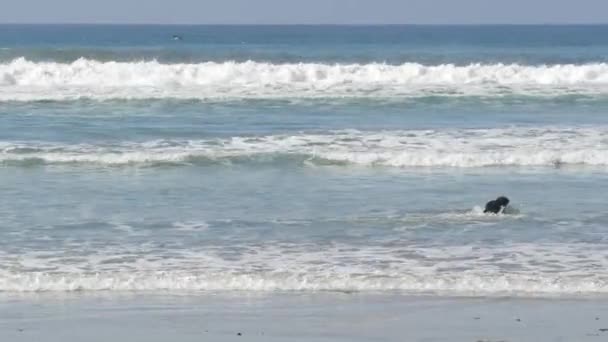 Del Mar Kaliforniya Abd Ocak 2020 Köpek Dostu Plaj Okyanus — Stok video
