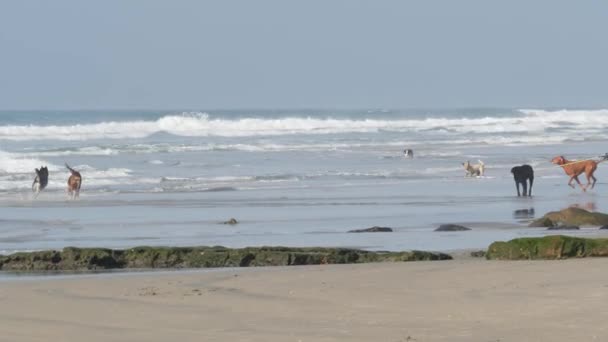 美国加利福尼亚州德尔马 2020年1月23日 爱犬海滩 宠物在海水 海浪附近玩耍 活泼活泼的小狗跑 圣地亚哥县许多主人训练狗的地方 — 图库视频影像