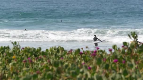 Encinitas Kalifornien Usa Feb 2020 Surfare Havet Stilla Havskusten Stora — Stockvideo