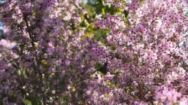 Heath tree pink flowers, California USA. Erica arborea briar root springtime bloom. Home gardening, american decorative ornamental houseplant, natural botanical atmosphere. Lilac mauve spring blossom