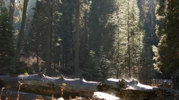 Туман поднимается в лесу секвойи, упавшие стволы секвойи в старой древесине. Туманное утро в хвойном лесу, национальный парк Северной Калифорнии, США. Большие выкорчеванные сосны, туман в солнечном свете — стоковое видео