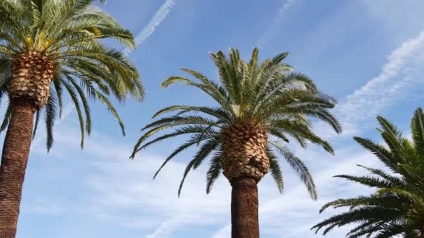 Palmen in Los Angeles, Kalifornien, USA. Sommerliche Ästhetik von Santa Monica und Venice Beach am Pazifik. Klarer blauer Himmel und ikonische Palmen. Atmosphäre von Beverly Hills in Hollywood. LA-Stimmung — Stockvideo