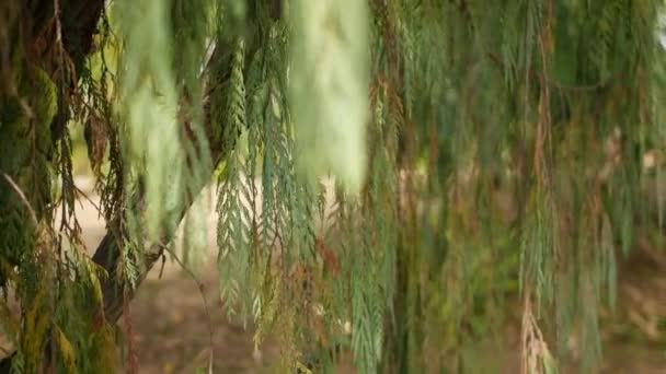 Cypress coniferous tree in garden, California USA. 자연 식물학은 배경에 가깝습니다. 봄 아침 숲의 대기, 봄철 숲. 장식용으로 섬세 한 초록빛, 부드러운 초점은 흐릿 한 보케 — 비디오