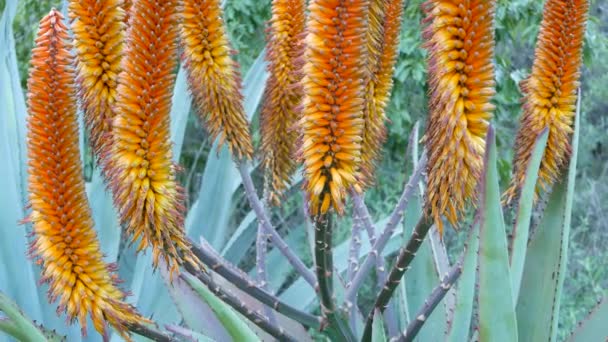 Αλόη χυμώδες φυτό κίτρινο λουλούδι, Καλιφόρνια ΗΠΑ. Έρημος χλωρίδα άνυδρο κλίμα φυσικό βοτανικό κοντινό φόντο. Ζωντανό πορτοκαλί άνθος της αλόης βέρα. Κηπουρική στην Αμερική, μεγαλώνει με κάκτους και αγαύη — Αρχείο Βίντεο