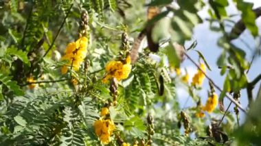 Afrika senna çiçeği, Kaliforniya, ABD 'de bahçıvanlık yapıyor. Doğuştan botanik geçmişi var. Bahar sabahı bahçesinde sarı çiçek, yumuşak odak noktasında taze bahar bitkisi. Şamdan sulu bitki.