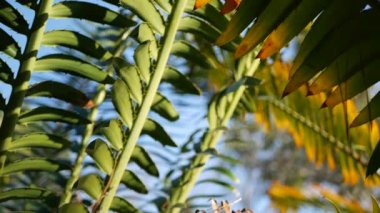 Cycad eğreltiotu yaprakları California, ABD 'de. Yeşil, sulu, doğal botanik yaprakları. Ensefalartos ya da zamiaceae dioon palmiye yeşilliği. Tropik yağmur ormanları orman atmosfer bahçesi tasarımı
