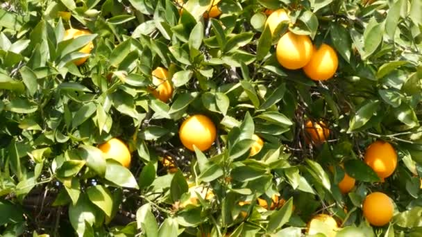 Cítricos naranjas en árbol, California, EE.UU. Jardín de primavera, plantación agrícola local americana, horticultura casera. Hojas frescas jugosas, cosecha tropical exótica en rama. Sol de primavera — Vídeo de stock