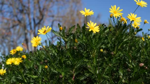 黄色のデイジーの花、カリフォルニア州の家庭菜園。自然植物の背景を閉じます。ユーロップ春の新緑の庭に小花を咲かせます。春の植物、柔らかい焦点でのアスタリスクブッシュ. — ストック動画