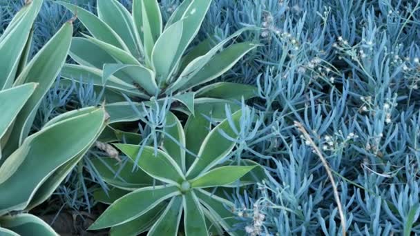 Hojas de agave azul, suculenta jardinería en California EE.UU. Diseño de jardín para el hogar, planta del siglo yuca o aloe. Plantas de interior mexicanas ornamentales botánicas naturales, floricultura árida del desierto. Atmósfera tranquila. — Vídeos de Stock