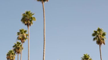 Palms Los Angeles, Kaliforniya, ABD 'de. Pasifik Okyanusu 'ndaki Santa Monica ve Venice Sahili' nin yaz estetiği. Açık mavi gökyüzü ve simgesel palmiye ağaçları. Hollywood 'daki Beverly Hills' in atmosferi. LA titreşimleri