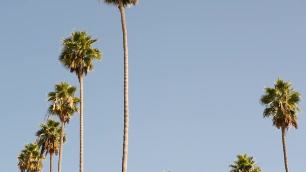 Пальмы в Лос-Анджелесе, Калифорния, США. Летняя эстетика Санта-Моники и Венецианского пляжа на Тихом океане. Чистое голубое небо и знаковые пальмы. Атмосфера Беверли-Хиллз в Голливуде. LA vibes — стоковое видео