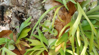 Elkhorn boynuzlu eğreltiotu yeşil yaprakları. Egzotik tropikal Amazon yağmur ormanları botanik atmosferi. Doğal yemyeşil yeşillik, cennet estetiği. Platycerium bifurcatum sulu taze bitki