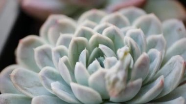 Sulu bitki koleksiyonu, Kaliforniya, ABD 'de bahçıvanlık. Ev bahçesi tasarımı, çeşitli botanik tavuk çeşitliliği ve yavrular. Dekoratif dekoratif ekvator çiçekleri, çiçekçilik karışımı.