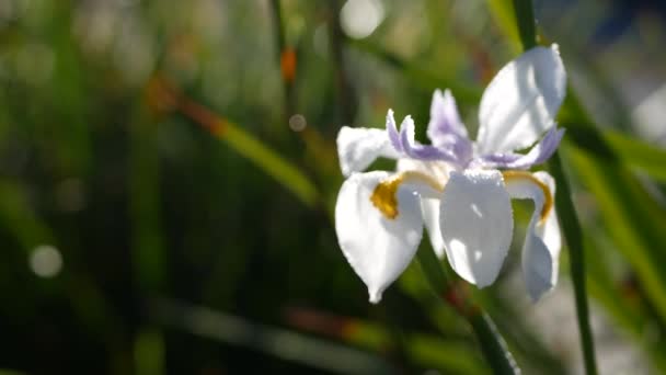 Fioritura di iris bianco, giardinaggio in California, Stati Uniti d'America. Fioritura delicata in giardino di mattina di primavera, gocce di rugiada fresca su petali. flora primaverile a fuoco morbido. Naturale botanico primo piano sfondo — Video Stock