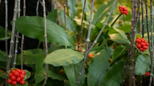 Rode bessen in het bos, Californië, USA. Exotische tropische jungle regenwoud botanische sfeer. Lente in de ochtend sappig levendig groen, plant bladeren. Voorjaarstuin, botanische frisheid in hout — Stockvideo