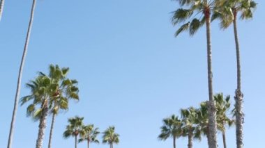Palms Los Angeles, Kaliforniya, ABD 'de. Pasifik Okyanusu 'ndaki Santa Monica ve Venice Sahili' nin yaz estetiği. Açık mavi gökyüzü ve simgesel palmiye ağaçları. Hollywood 'daki Beverly Hills' in atmosferi. LA titreşimleri