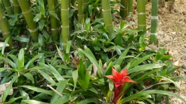 Bambu ormanı, egzotik Asya tropikal atmosferi. Meditasyon yapan feng shui zen bahçesinde yeşil ağaçlar. Sessiz sakin koruluk, çalılıklarda sabah uyumu tazeliği. Japonca ya da Çince doğal doğu estetiği