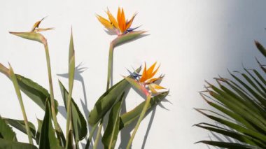 Strelitzia cennet kuşu tropikal turna çiçeği, California USA. Portakal rengi egzotik çiçekler, beyaz duvarda gölgeler, bahçe işleri için doğal moda bitkiler. Los Angeles yaz atmosferi