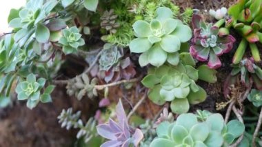 Sulu bitki koleksiyonu, Kaliforniya, ABD 'de bahçıvanlık. Ev bahçesi tasarımı, çeşitli botanik tavuk çeşitliliği ve yavrular. Dekoratif dekoratif ekvator çiçekleri, çiçekçilik karışımı.