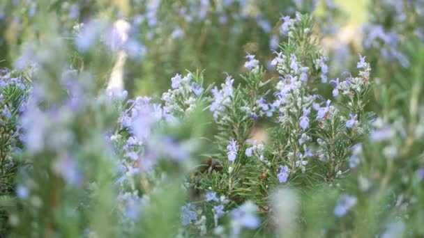 Трава сальвии роземари в саду, Калифорния, США. Весенний луг романтическая атмосфера, утренний ветер, нежная чистая зелень ароматного шалфея. Весенний свежий сад или лея в мягком фокусе. Цветы цветут — стоковое видео