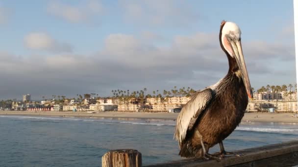 Pelícano marrón salvaje en el muelle, California Ocean Beach USA. Pelecano costero, gran pájaro. pico pico pico grande — Vídeo de stock