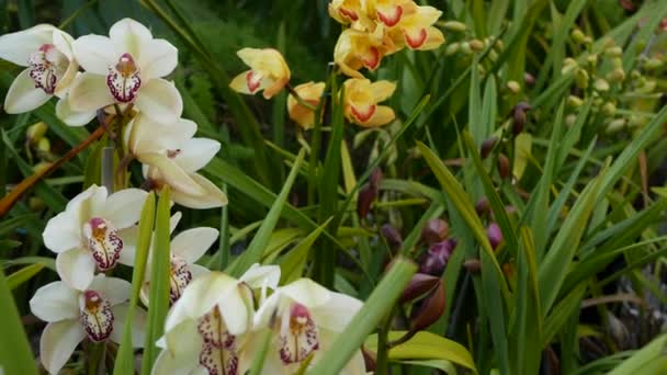 Kwiat storczyka kwitnie w zielonych liściach. Elegancki kolorowy kwiat. Egzotyczna tropikalna atmosfera botaniczna dżungli deszczowej. Naturalny ogród żywa zieleń Raj estetyczny. Kwiaciarnia ozdobna — Wideo stockowe