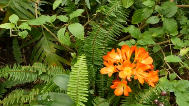 Квітка Наталя Буша Лілі, Каліфорнія, США. Клівія мініатюра помаранчевий яскравий екзотичний вогненний яскравий ботанічний цвіт. Атмосфера вологих тропічних лісів. Природний сад яскраво свіжий соковитий. — стокове відео