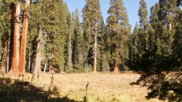 Sekvojový les, sekvoje v národním parku, Severní Kalifornie, USA. Staré lesy poblíž Kings Canyonu. Trekingová a turistická turistika. Unikátní jehličnaté borovice s masivními vysokými kmeny — Stock video