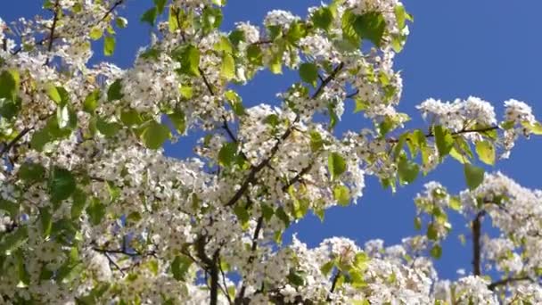 Frühling weiße Blüte des Kirschbaums, Kalifornien, USA. Zarte zarte Sakura-Blüten aus Birne, Apfel oder Aprikose. Frühling frische romantische Atmosphäre, rein botanische Blüte, weicher Fokus Bokeh. — Stockvideo