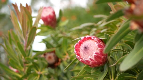 Розовый цветок Protea в саду, Калифорния, США. Sugarbush repens spring bloom, romantic botanical atmosphere, delicate exotic blossom. Весенний цвет кораллового лосося. Флора Южной Африки. Мягкое размытие — стоковое видео