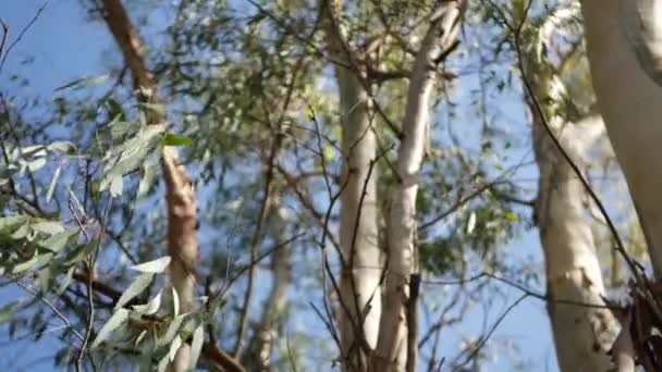 Eucalyptus in Californië, USA. Inheems in Australië kauwgom boom. Wind in groene bladeren van mirt in het voorjaar. Verse lente sfeer van wildernis. Amerikaanse plant in het bos. Natuurlijk plantaardig groen — Stockvideo